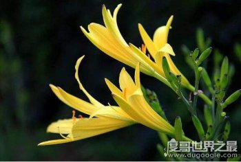 忘憂草是黃花菜嗎,忘憂草是什么植物(其實就是黃花菜)