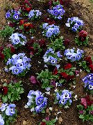 墳上開花有什么預示