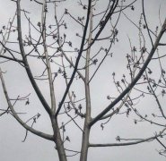 大門口栽杏樹有忌諱嗎