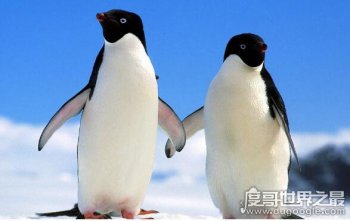 企鵝是哺乳動物嗎，并不是胎生的哺乳動物(它們是卵生鳥類)