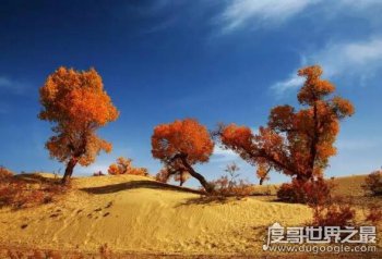 胡楊林在什么地方,主要分布在中國西北大漠(三大胡楊林介紹)