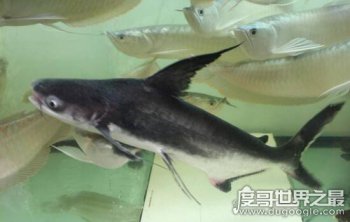 成吉思汗鯊其實(shí)不是鯊魚(yú),一種強(qiáng)大兇猛的觀賞魚(yú)