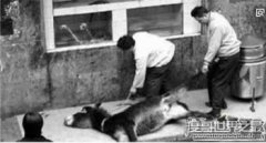 中國十大禁菜名單，澆驢肉做法太殘忍(活剝驢皮燙驢肉)