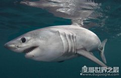 鼠鯊科魚類三大明星,大白鯊是兇猛的頂級掠食者