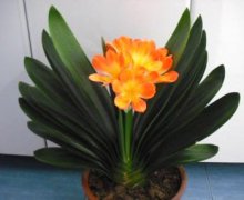 君子蘭的花語和寓意的