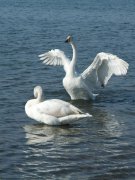 天鵝的寓意及象征