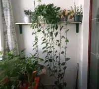 家里樹死了預示什么