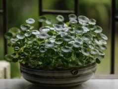 家里的植物死了預示