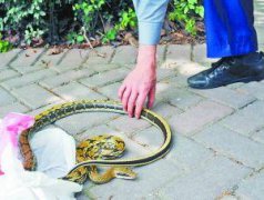 出門看見蛇是什么征兆