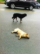 開車撞死狗有忌諱嗎