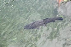 放生黑魚的寓意