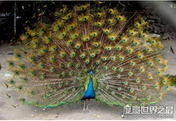 孔雀的尾巴像什么一樣，像一把普通美麗的大扇子