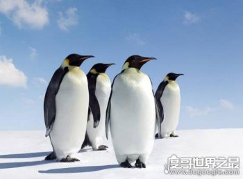企鵝生活在哪里,18種企鵝主要生活在南半球
