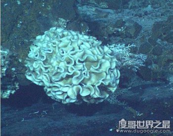 海底1萬米生存著什么生物，巨型阿米巴蟲單個細(xì)胞超過10厘米