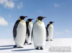 企鵝生活在哪里，18種企鵝主要生活在南半球