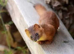 大中午看到黃鼠狼征兆