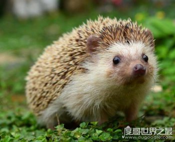 撿到刺猬是吉是兇,是能招財進寶的大吉之兆