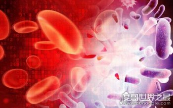 ab型血為什么叫貴族血，是因為ab型血是全能受血者