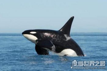 世界上最恐怖的鯨魚，虎鯨堪稱海洋第一殺手