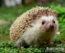 撿到刺猬是吉是兇，是能招財進寶的大吉之兆