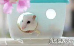 倉鼠的壽命有多長，羅伯羅夫斯基倉鼠壽命最長