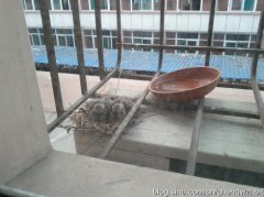 布谷鳥在窗臺叫征兆