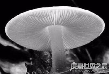 世界毒性最大最強的死亡天使蘑菇，誤食機率極高