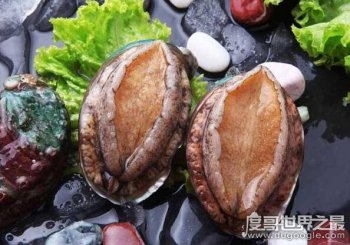 世界上最珍貴最稀有的鮑魚，清酒凍半頭鮑價格28萬一只