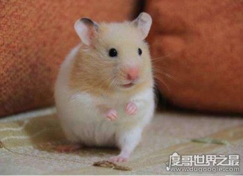 金絲熊壽命多少年,平均兩年左右就死掉了