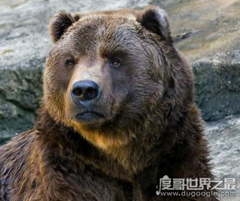 世界上最大的熊,科迪亞克棕熊殺傷力巨大