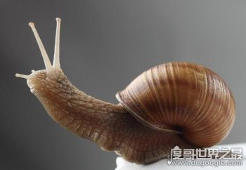 蝸牛是益蟲還是害蟲，對農民來說蝸牛是一種有害生物