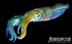 烏賊為什么是四維生物，能看到四維空間的東西