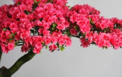 杜鵑花的寓意和象征