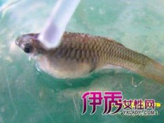 母孔雀魚難產死的征兆