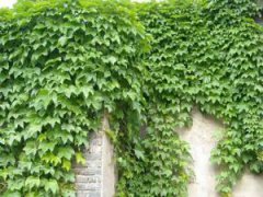 爬山虎風水禁忌