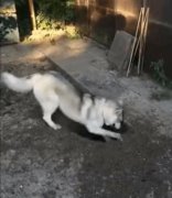 狗刨坑是什么征兆