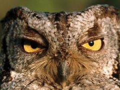 貓頭鷹晚上叫預示什么