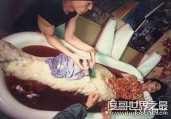 日本人活吃美人魚？只是人為編撰出來的圖片