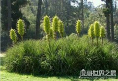 世界上最恐怖的樹，食羊樹會誘捕小羊羔