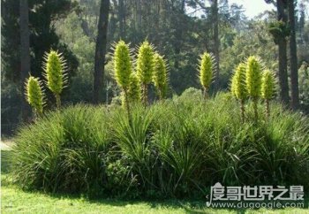 世界上最恐怖的樹，食羊樹會誘捕小羊羔