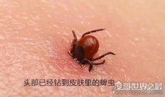 蜱蟲咬人后有什么癥狀，千萬不能盲目將其切除