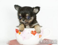 十種體型最小的狗狗排名，茶杯體貴賓能輕松放進口袋