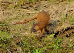 看到黃鼠狼什么忌諱