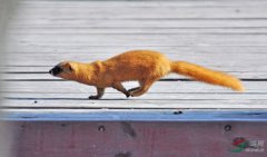 碰到黃鼠狼預(yù)示著什么