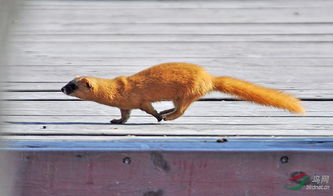 碰到黃鼠狼預示著什么