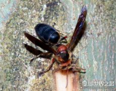 螫死人紀(jì)錄最多黑腹虎頭蜂,毒性僅次于中國(guó)大虎頭蜂