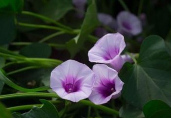 紅薯開花預示著什么