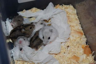 老鼠咬破衣服有何征兆