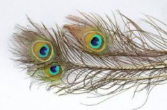 羽毛的風(fēng)水寓意