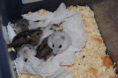 老鼠咬破衣服有何征兆